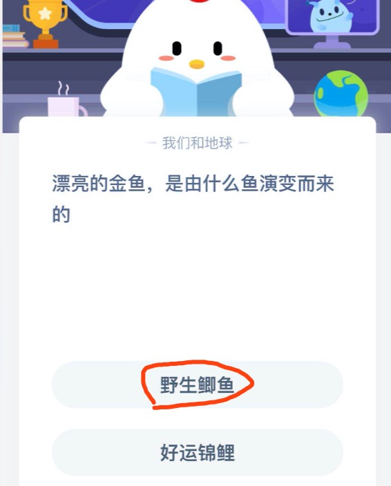 漂亮的金鱼，是由什么鱼演变而来的